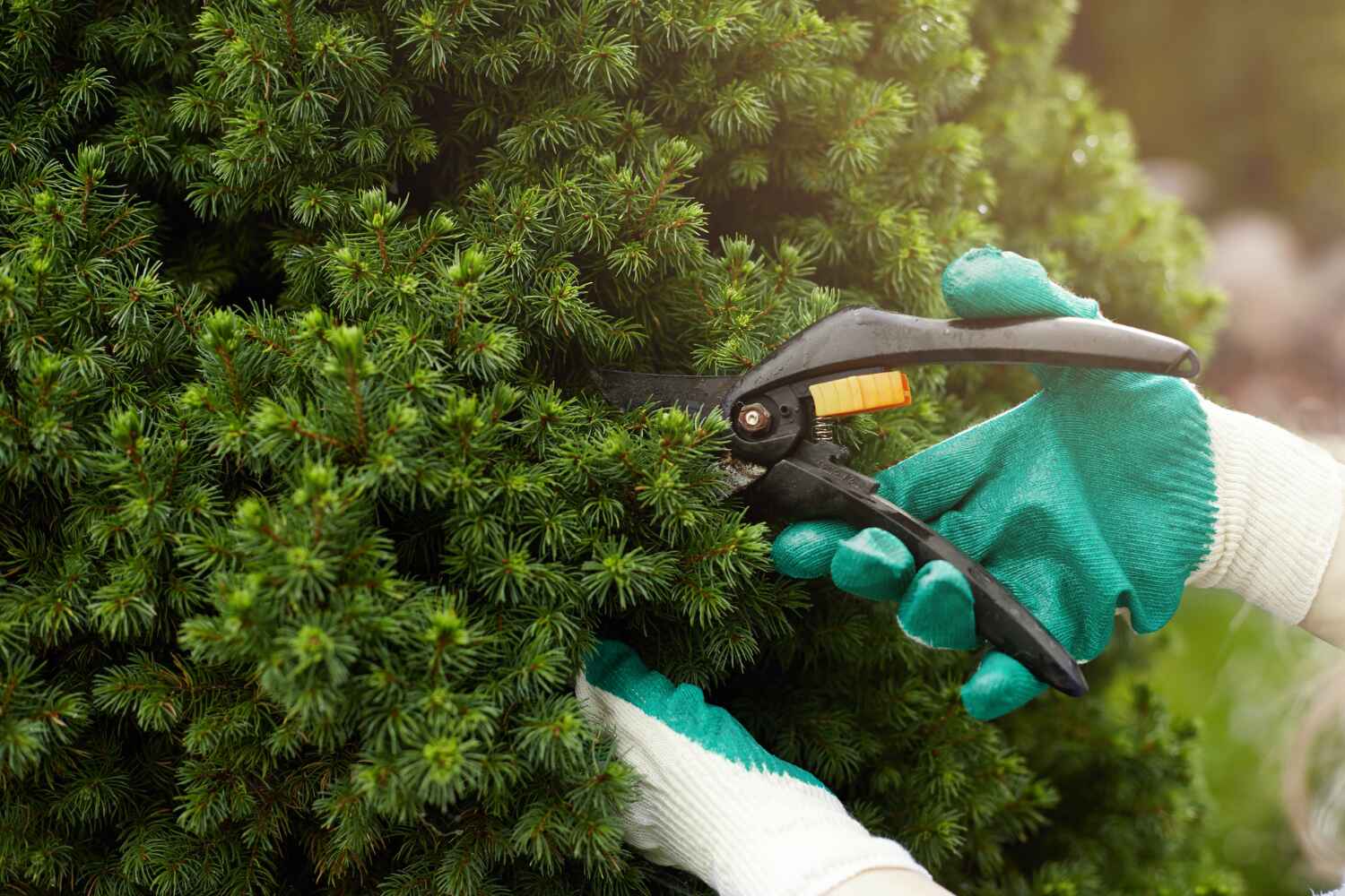 Tree Branch Trimming in Morgan City, LA